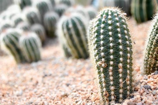 Macro shot of small young cactus