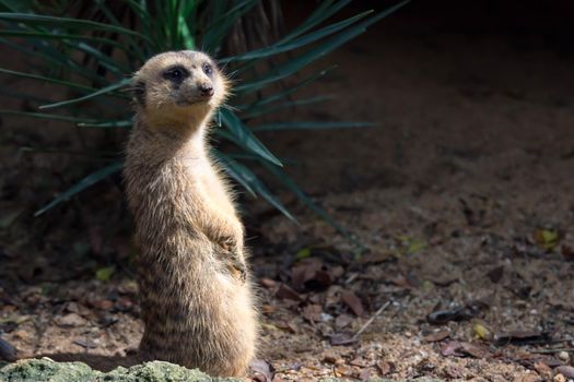 A meerkat while standing and being watchful of the environment in a zoo in singapore