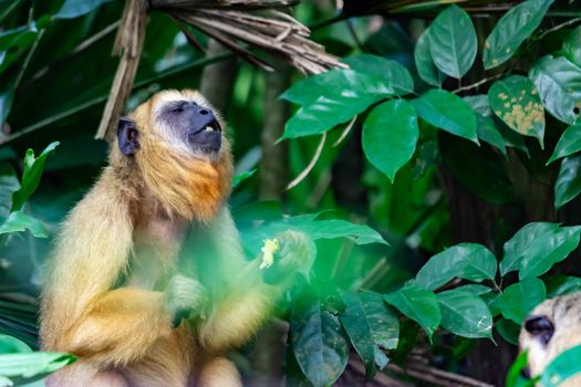 Gibbons ape or monkey Hylobatidae while carrying and taking care of her child. Colorful photo of wildlife with green nature background