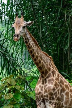 A closeup photo of a Giraffa camelopardalis Giraffe's head and long neck in a zoo somewhere in Asia. Colorful wildlife photo with green blurry background