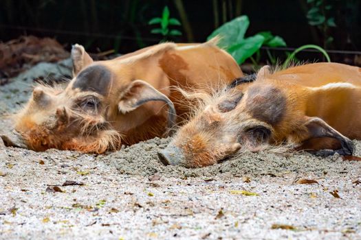 A closeup shot of a Red river hog Potamochoerus porcus while resting and sleeping in a zoo in Asia