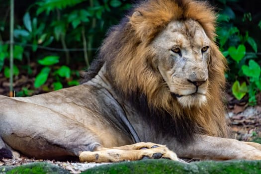 closeup shot of a muscular, deep-chested male lion while resting in a forest. A colorful wildlife photo with green background