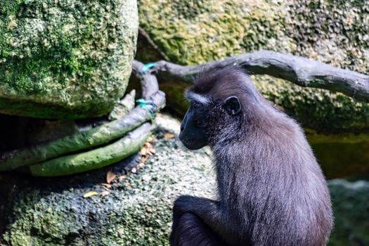 Celebes crested macaque also known as the crested black macaque, Sulawesi crested macaque, or the black ape Macaca. A colorful wildlife photo with nature background