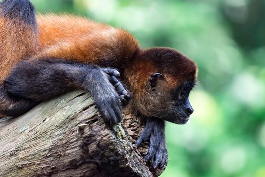 Spider monkey Ateles Primate while observing and sitting on a tree. A colorful wildlife photo with green background