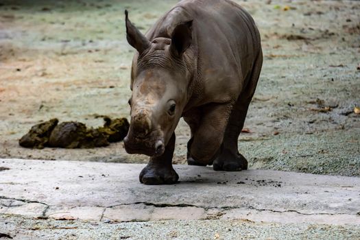 A closeup shot of a baby white rhinoceros or square-lipped rhino Ceratotherium simum while playing in a park in singapore. Nature photo with wildlife