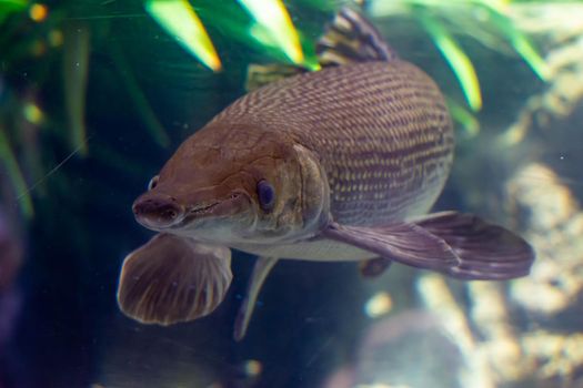 An Alligator gar Atractosteus spatula while swimming on a huge aquarium somewhere in asia. Colorful blue and greenish aquarium water with fishes