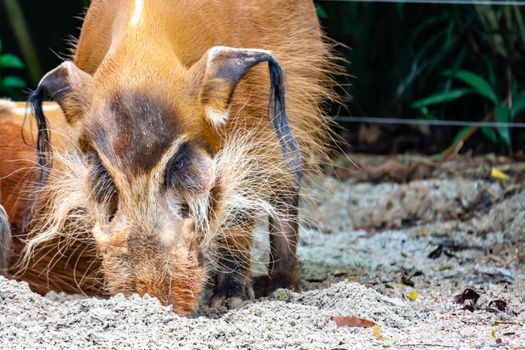 A closeup shot of a Red river hog Potamochoerus porcus while looking for food in soil in a zoo somewhere in Asia