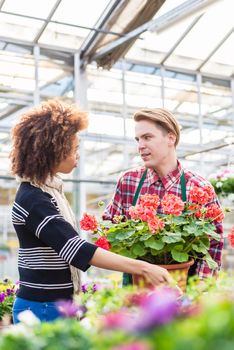 Low-angle view of a beautiful woman buying a red pelargonium as decorative houseplant at the advice of an experienced florist at the flower market