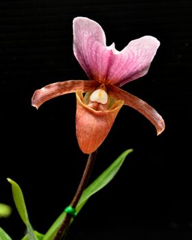 Lady Slipper orchid, Paphiopedilum charlesworthii 