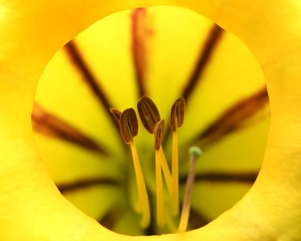 close up of yellow colour flower with pollen