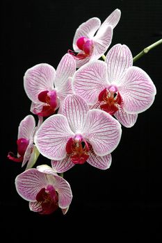 Beautiful pink phalaenopsis orchid flowers