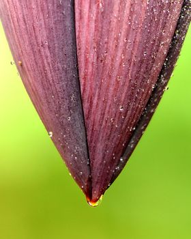 fresh banana flower close up green background