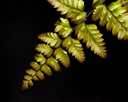 fern leaf on dark background