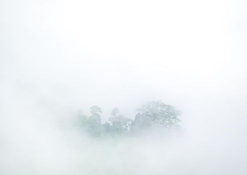 tropical rain forest forest covered by misty vapor morning fog