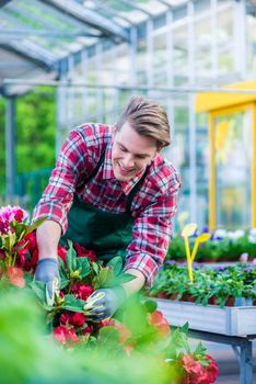 Dedicated handsome florist wearing red checkered shirt and gardening gloves during work in a modern flower shop with various potted flowers for sale