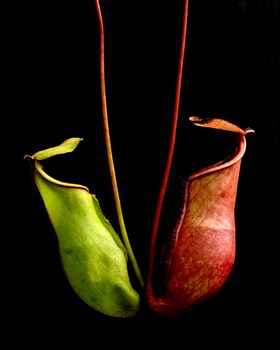 nepenthes or tropical pitcher plants