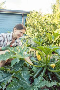 Woman in her garden harvesting cucumbers or courgette from vegetable bed