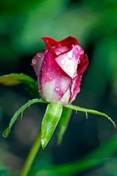 rose Bud with rain drops on blurry natural background