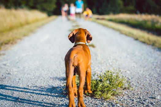 Dog being called by his family on a walk in nature