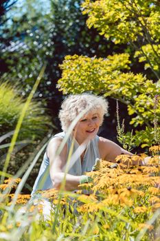 Portrait of a blond senior woman with an active lifestyle enjoying retirement during work in the garden in a sunny day of summer