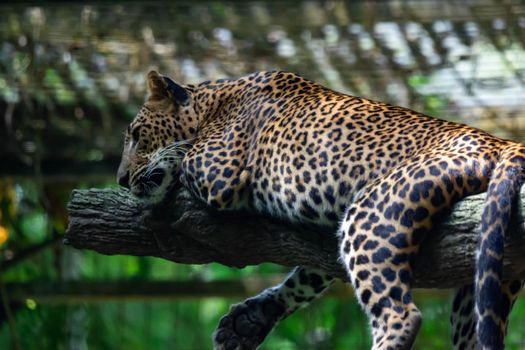 A leopard panther Panthera pardus while resting on a tree branch inside a zoo in Singapore. Colorful photo of wildlife