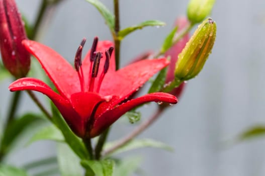 raindrops on the red petals of the Lily, a narrow focus area