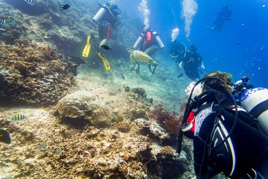 Divers scuba diving looking at sea turtle and fish under water