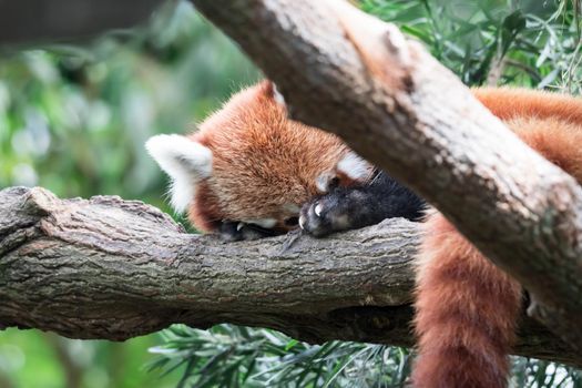 Red panda (Ailurus fulgens). Lazy red panda bear in tree.