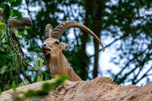 An ibex mountain goat steinbock  bouquetin Capra ibex while feeding on leaves on top of a mountain. Colorful wildlife photo of nature with green background