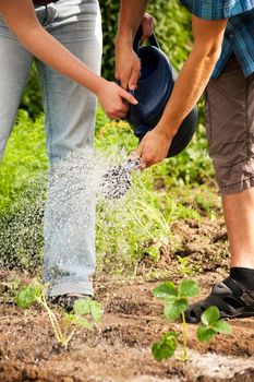 Two gardeners - obviously a couple - watering the plants in a vegetable garden after having planted the new seedlings