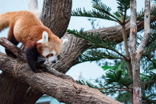 A very cute red panda, also called the lesser panda, red bear-cat, or the red cat-bear Ailurus fulgens while looking for food in a zoo somewhere in Asia