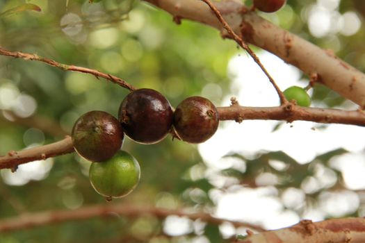 conde, bahia / brazil - march 23, 2014: jabuticabeira with its fruits. Jaboticaba is used in the manufacture of juices, ice cream, sweets and drink.