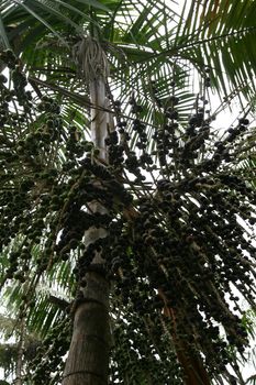 arataca, bahia / brazil - february 2, 2012: Acai palm plantation in the municipality of Arataca.