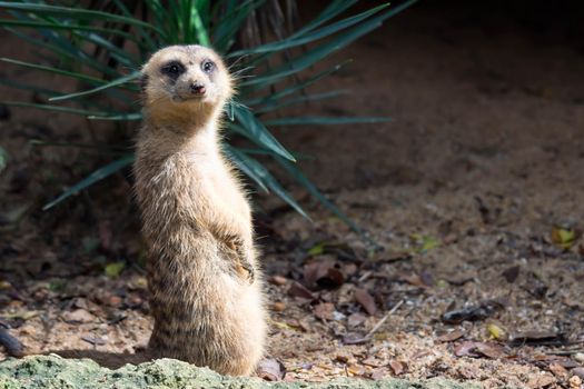 A meerkat while standing and being watchful of the environment in a zoo in singapore