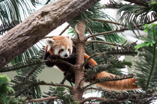 A very cute red panda, also called the lesser panda, red bear-cat, or the red cat-bear Ailurus fulgens while looking for food in a zoo somewhere in Asia