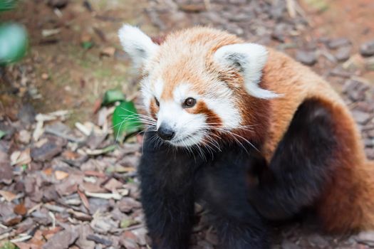 A very cute red panda, also called the lesser panda, red bear-cat, or the red cat-bear Ailurus fulgens while looking for food in a zoo somewhere in Asia