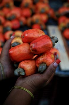 salvador, bahia, brazil december 2, 2020: cashew fruit for sale at a street fruit market in the city of Salvador.