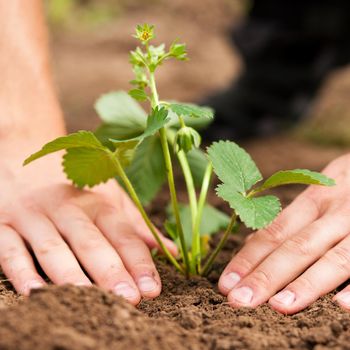 Woman (close up on hand) planting strawberry seedling in her garden