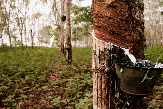 itabela, bahia / brazil - june 2, 2010: rubber plantation for latex production in the city of Itabela.