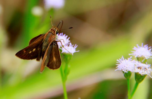 salvador, bahia / brazil - july 26, 2014: butterfly is seen in garden in the city of Salvador.