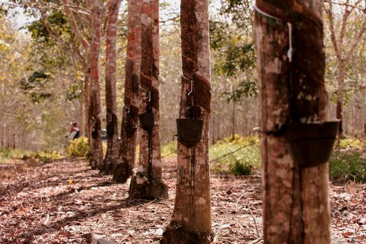 itabela, bahia / brazil - june 2, 2010: rubber plantation for latex production in the city of Itabela.