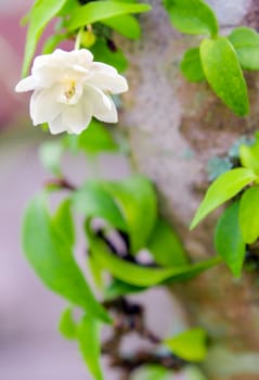 White flowers, small and fragile, blossom flower of Moke (Wrightia religiosa)