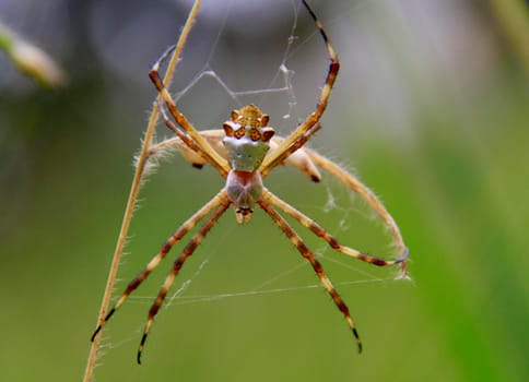 salvador, bahia / brazil - august 18, 2012: spider insect is seen in garden in the city of Salvador.