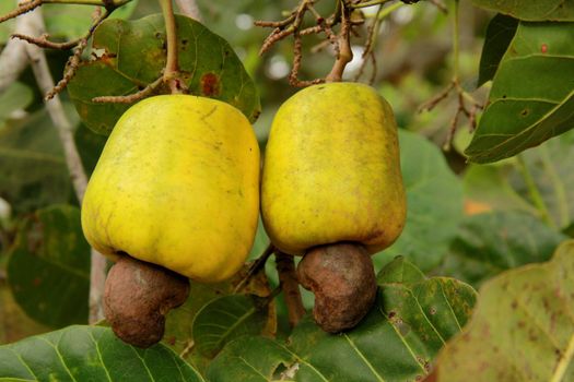 salvador, bahia / brazil - november 22, 2013: Cashew nuts are seen in cashew trees in plantation in the city of Salvador.