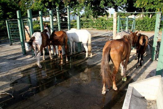 eunapolis, bahia / brazil - april 4, 2008: horses seized by the Zoonosis Control Center in the city of Eunapolis.