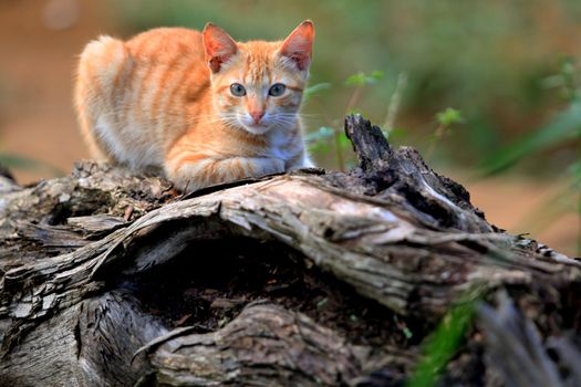 salvador, bahia / brazil - april 4, 2017: Cato is seen on tree stump in the Periperi neighborhood in Salvador city.





