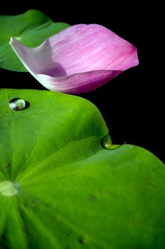 Water dew on lotus leaf