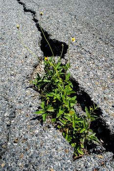 Wild lily growth in the cracks of the asphalt road