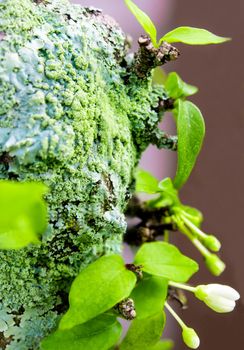 Close-up of beautiful green lichen, moss and algae growing covered on tree trunk in the garden