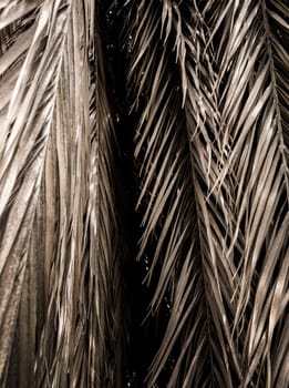 Brown strips of dry palm leaf parts. Abstract background